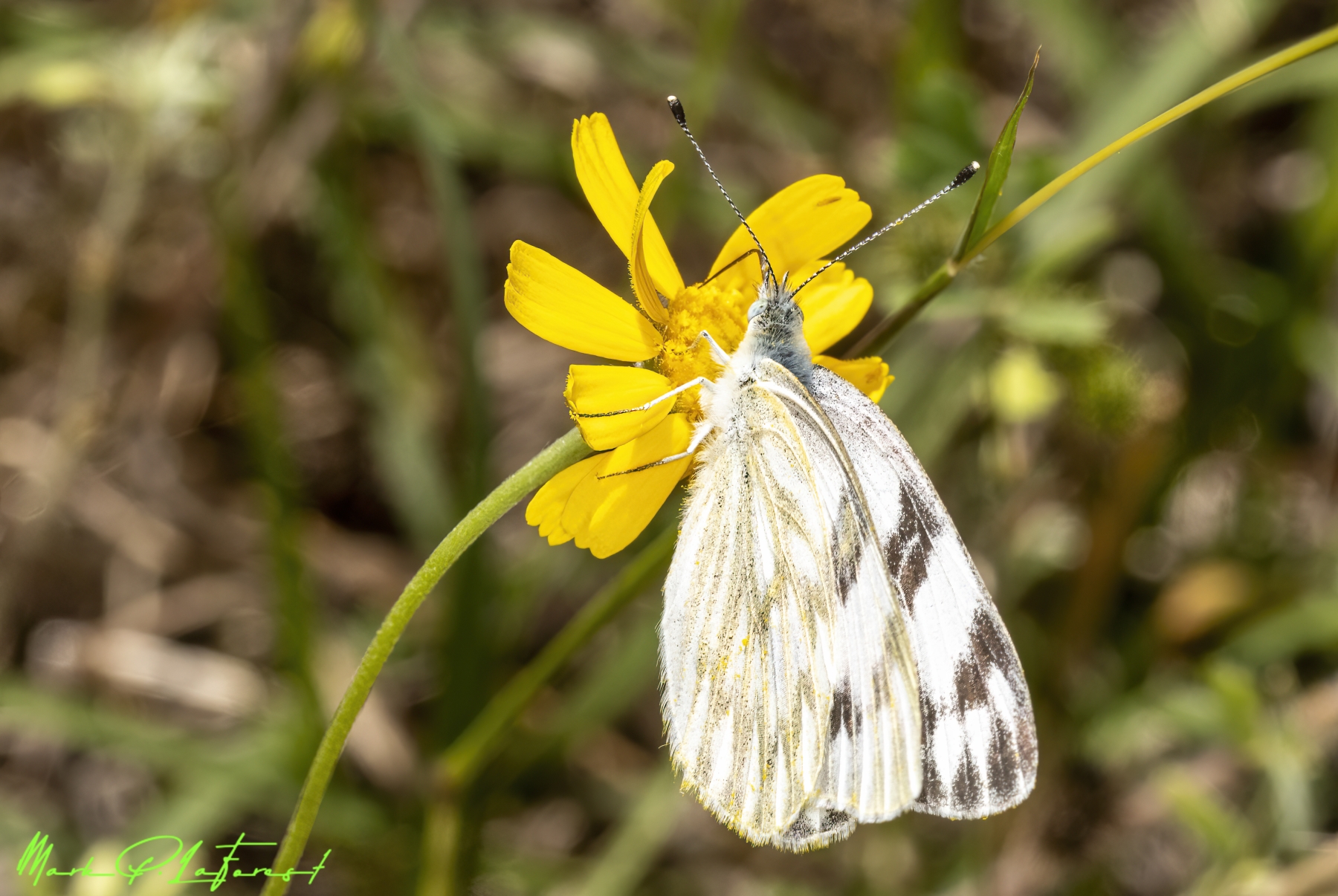 /gallery/north_america/USA/Texas/austin/Cabbage White Butterfly 2023-001_med.jpg
